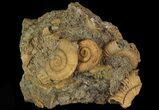 Dactylioceras Ammonite Cluster - Germany #64564-1